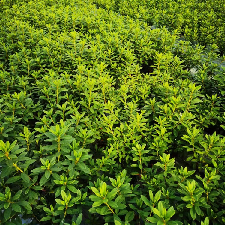 園林綠化植物毛娟小苗出售 林下綠植 花鏡花叢觀賞