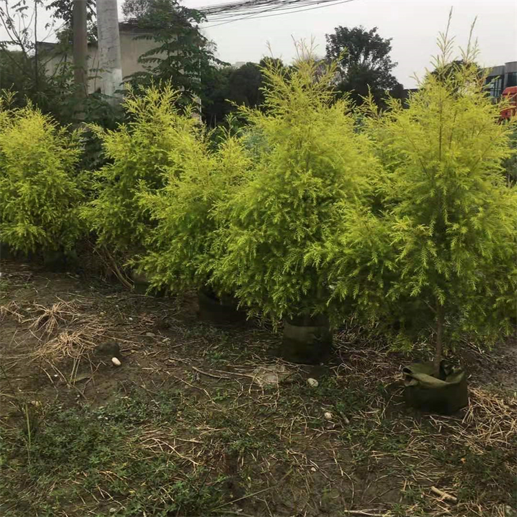 千層金 地被植物 黃金香柳 常綠喬木 小區(qū)綠化樹木 貨量充足