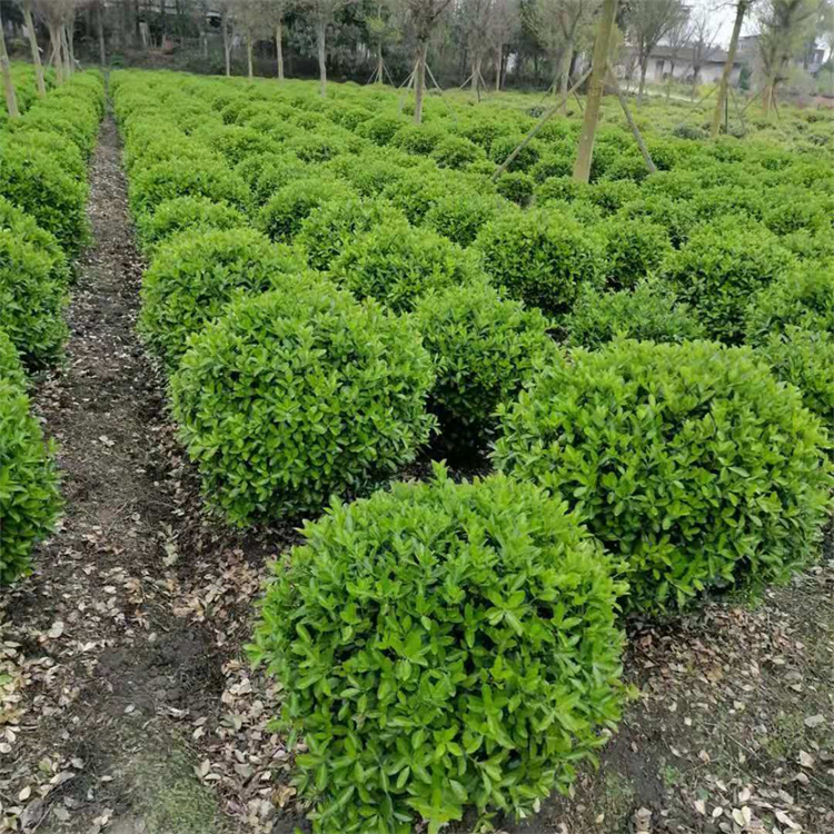 大葉黃楊球 冬青球 質(zhì)量高 耐寒耐旱 源頭黃楊基地