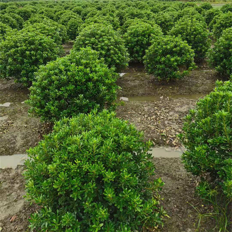 海桐球 冠幅60-200cm 常綠球類植物 黑土易栽種 袋苗地苗規(guī)格齊全