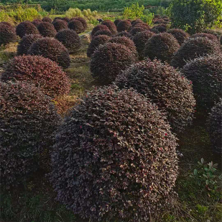 紅繼木球批發(fā) 袋苗地苗冠幅60-200cm紅花繼木球 色彩鮮艷效果好