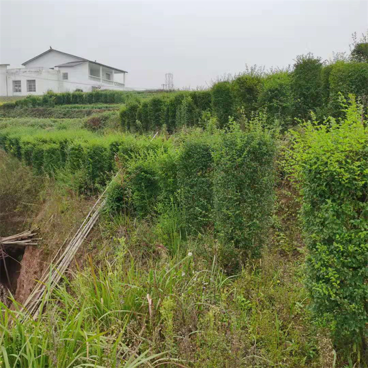 基地批發(fā) 小葉女貞柱 毛葉丁香柱 園林綠化苗木