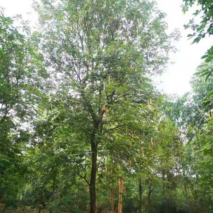 黃花風(fēng)鈴木 行道風(fēng)景樹(shù) 性喜高溫 先花后葉 園林種植綠化基地