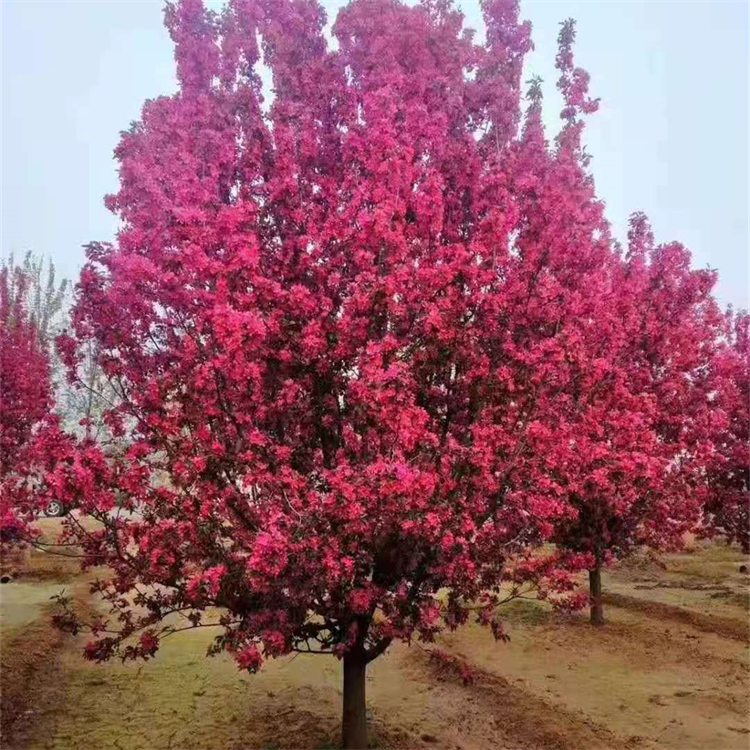 批發(fā)優(yōu)質(zhì)絢麗海棠 園林綠化工程苗木 北美海 棠樹苗 品種多 規(guī)格全