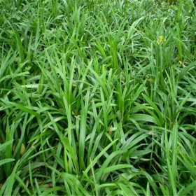 四川基地直銷(xiāo)麥冬苗 大量供應(yīng) 細(xì)葉麥冬 四季常綠 草坪麥冬苗現(xiàn)貨供應(yīng)