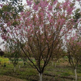 櫻花樹苗 行道風景庭蔭觀賞樹種 綠化工程 基地現(xiàn)挖