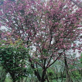 晚櫻 城市公園綠化行道樹 重瓣櫻花樹苗 落葉喬木屬淺根性樹種