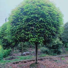 四川桂花樹苗批發(fā) 高桿桂花樹苗批發(fā) 綠化桂花批發(fā)