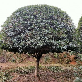 四川四季桂花樹苗批發(fā) 綠化樹苗批發(fā)市場 桂花幼苗批發(fā)