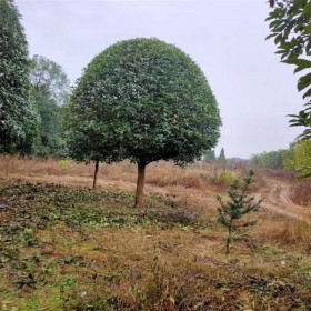 四川桂花苗木價(jià)格 桂花樹苗基地 桂花苗批發(fā)