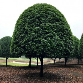 四川桂花苗批發(fā) 綠化樹苗批發(fā)市場