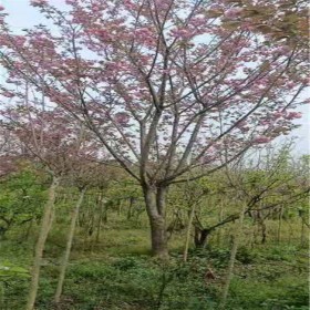 成都櫻花苗批發(fā) 公園綠化櫻花苗批發(fā) 市政櫻花苗批發(fā)基地