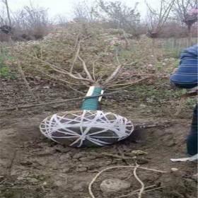 成都櫻花樹批發(fā) 基地直銷櫻花苗