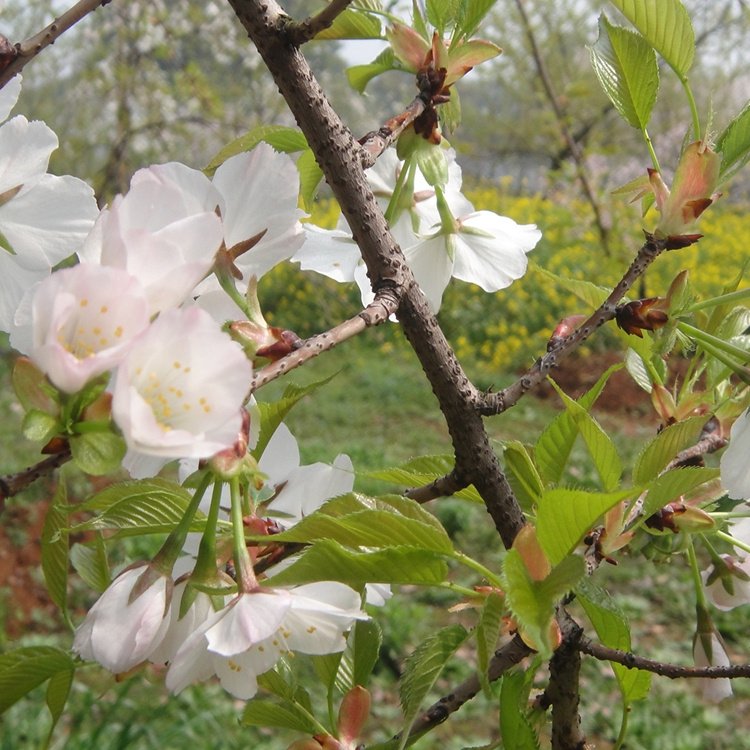 耐寒櫻花樹 耐旱櫻花樹 自產(chǎn)自銷 德通靜鑫基地現(xiàn)挖