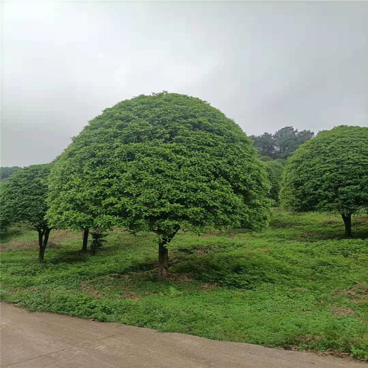 桂花樹種植基地 金桂丹桂 四季桂 胸徑15-20公分-德通靜鑫