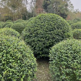 毛葉丁香球 溫江玉嵩園藝批發(fā)柱子毛葉丁香球 球柱形毛葉丁香