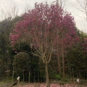 苗圃基地直銷紅花玉蘭樹 行道綠化園林五峰玉蘭 市政工程花卉苗木玉蘭