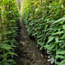 西昌油麻藤批發(fā)基地 綠植油麻藤批發(fā)