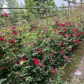 重慶薔薇苗 綠化薔薇苗批發(fā) 基地直銷薔薇苗 公園觀賞薔薇苗