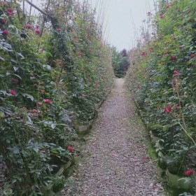 重慶藤本月季花苗批發(fā) 薔薇花苗批發(fā) 月季苗 爬藤玫瑰花 品種顏色齊全