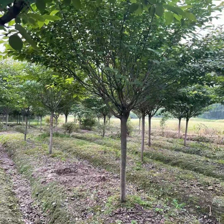 成都櫻花樹(shù)批發(fā) 高桿櫻花苗 規(guī)格齊全 綠化樹(shù)苗批發(fā)