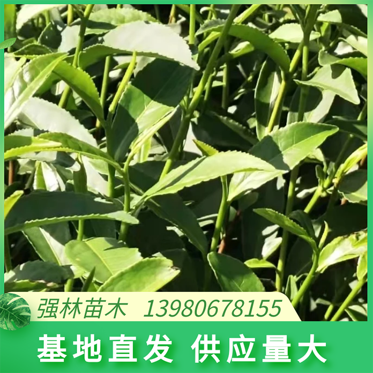 梅占茶苗自家種植基地 發(fā)芽早 口感好 品種齊全