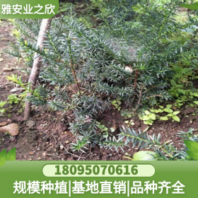 東北紅豆杉 苗木基地直供 多規(guī)格可選