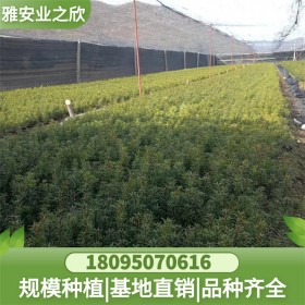 東北觀賞綠化紅豆杉樹苗批發(fā) 苗木基地直供 量大價(jià)優(yōu)