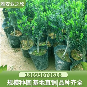 直供紅豆杉樹苗 1.5米1.8米2.5米 苗圃自產(chǎn)自銷 現(xiàn)挖現(xiàn)賣