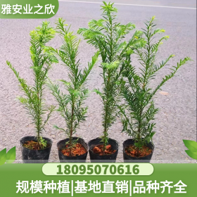 常綠喬木紅豆杉小苗 基地現(xiàn)挖帶土發(fā)貨 根系完整 移栽易成活