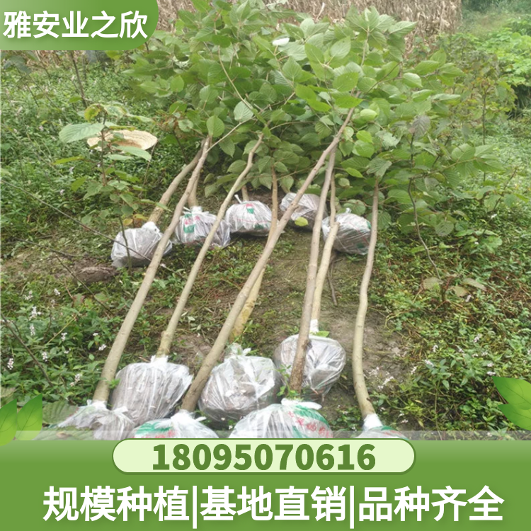 基地直銷 珍稀名貴植物 珙桐樹苗 鴿子花樹苗 多規(guī)格可選