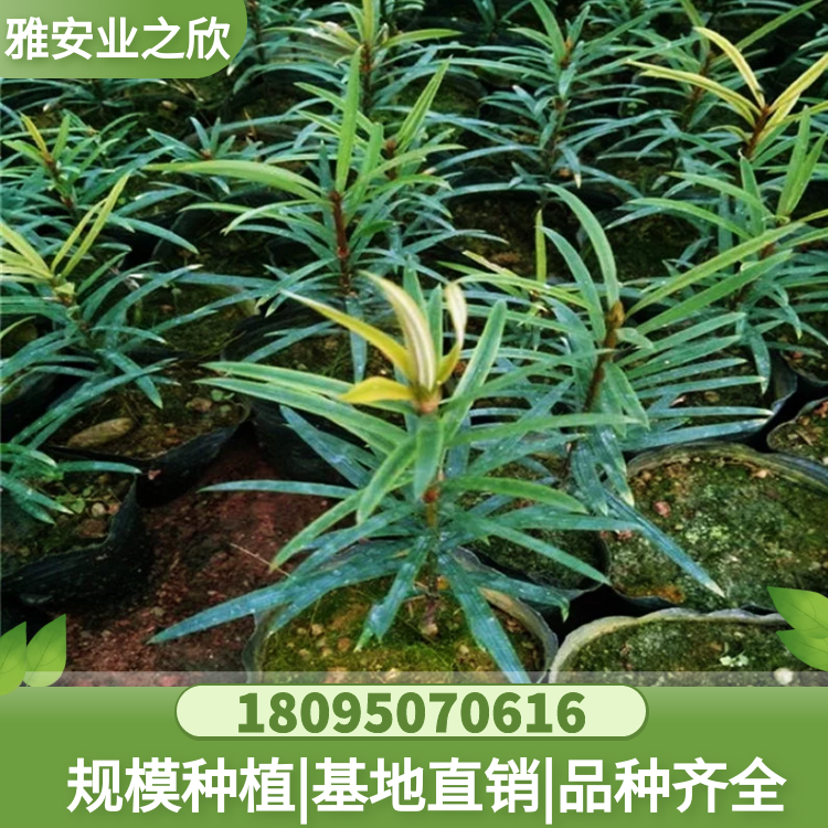 基地出售 穗花杉樹苗 穗花杉小苗 杯苗 別墅庭院高檔綠植