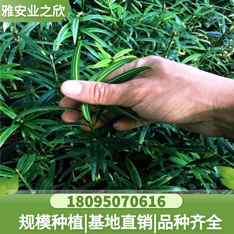 穗花杉樹苗 穗花杉杯苗 基地直供 雅安業(yè)之欣苗木