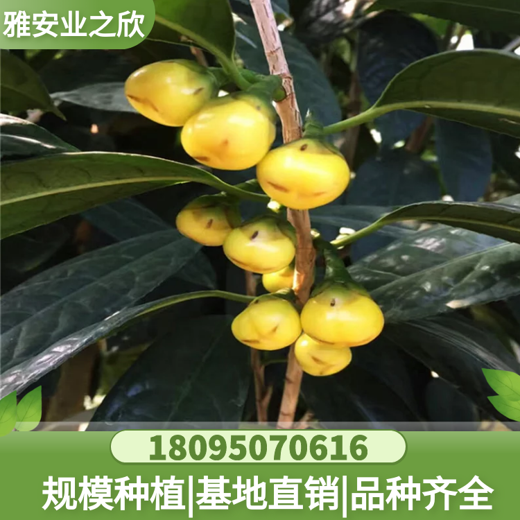 基地供應(yīng) 珍貴樹(shù)種 金花茶樹(shù)苗 金花茶杯苗 帶原土發(fā)貨