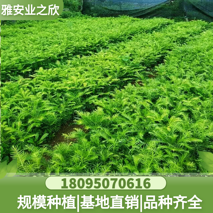 基地出售 三尖杉樹苗 珍稀名貴植物 粗榧三尖杉小苗 庭院藥用綠植