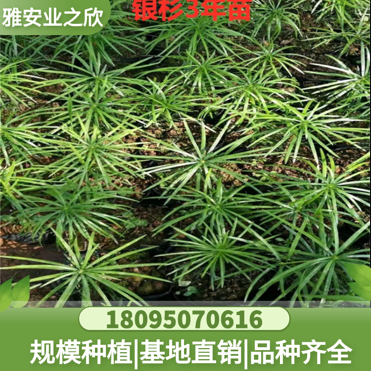 基地出售 珍稀名貴樹(shù)種 銀杉苗 別墅庭院花園綠植衫公子樹(shù)苗