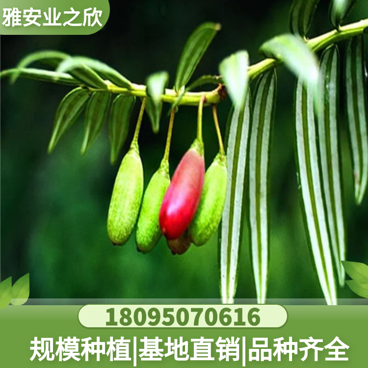 穗花杉樹苗 穗花杉杯苗 穗花杉基地直供 量大價優(yōu) 雅安業(yè)之欣苗木