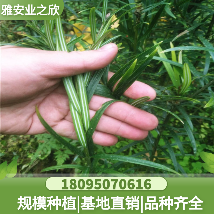 穗花杉樹苗 穗花杉小苗 穗花杉苗優(yōu)價供應 雅安業(yè)之欣苗木基地