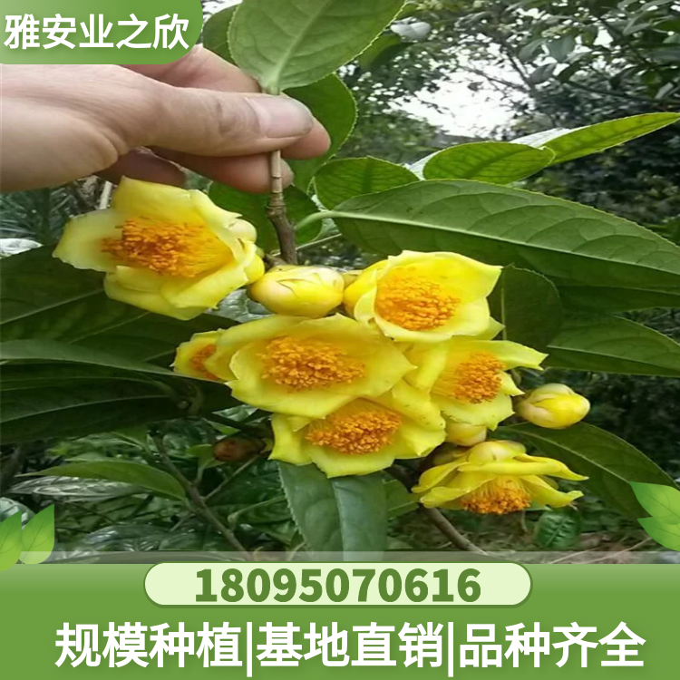 金花茶樹苗 金花茶杯苗 帶原土發(fā)貨 金花茶苗基地供應 珍貴樹種