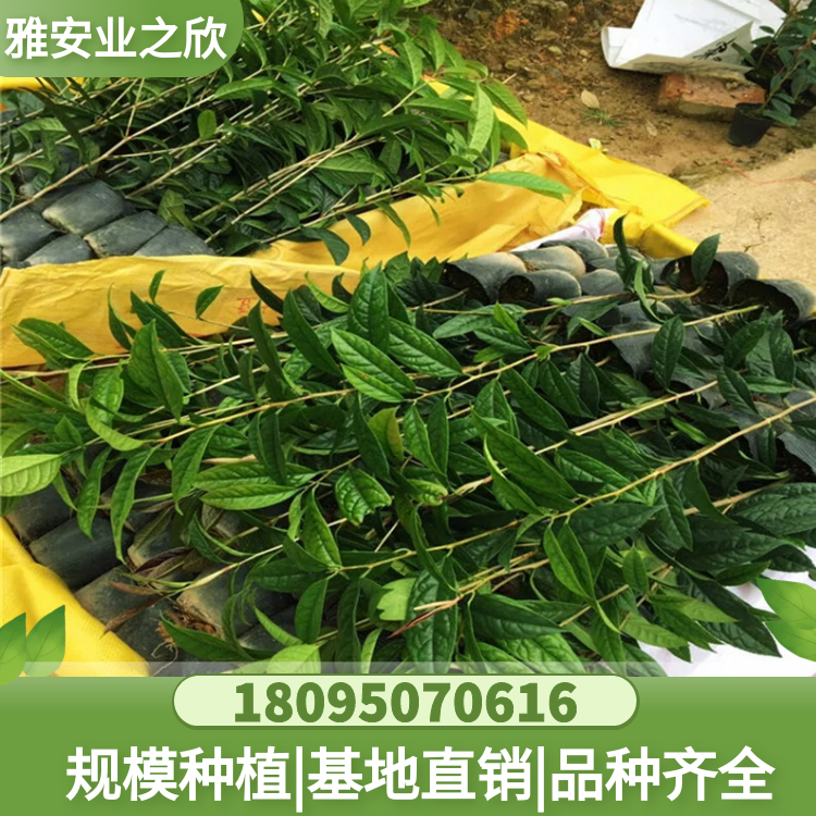 金花茶苗基地供應 珍貴樹種 金花茶樹苗 金花茶杯苗 帶原土發(fā)貨