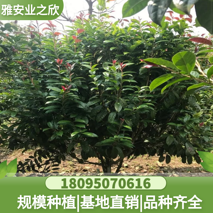 基地供應 金花茶綠化樹 金花茶樹苗 金花茶樹 規(guī)格齊全