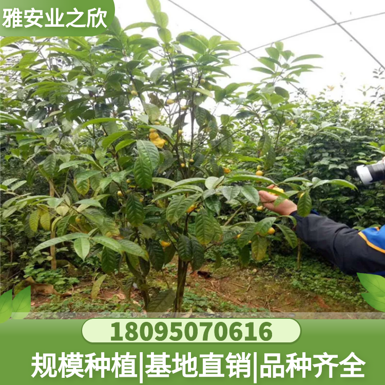 基地出售 正宗防城 金花茶樹苗 金花茶綠化樹 別墅庭院珍稀名貴苗木