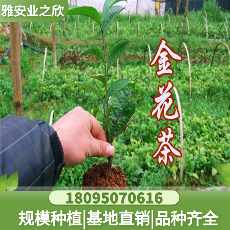 基地出售 金花茶樹苗 四季毛瓣抱勁凸脈凹脈 金茶花小苗 庭院綠植