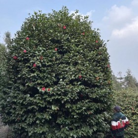 大型七星茶花樹 基地專業(yè)培育園林開花景觀樹 蓉華茶花種植