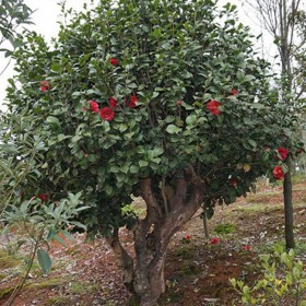 山茶花批發(fā) 四川苗木基地直銷(xiāo)茶花