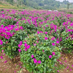 成都球形三角梅批發(fā) 四川三角梅種植基地升華花卉