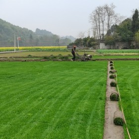 混播草坪 小區(qū)公園用綠化草坪 基地培植 送貨上門