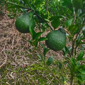 耙耙柑假植苗 四川柑橘苗木批發(fā) 柑橘苗廠家批發(fā)報(bào)價(jià)