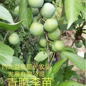 成都李子苗生產(chǎn)廠家直銷青脆李樹苗 李子苗批發(fā) 李樹苗價(jià)格