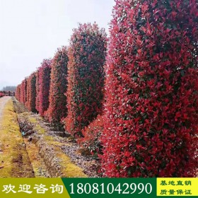 紅葉石楠柱 大量紅葉石楠柱 造型植物紅葉石楠柱 廠家直銷基地直營(yíng) 一手貨源 四川成都